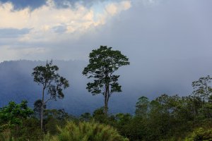 Keningau_Sabah_Rainforestafterafternoontorrentialrain01_by__CEphotoUweAranasCCbySA.jpg